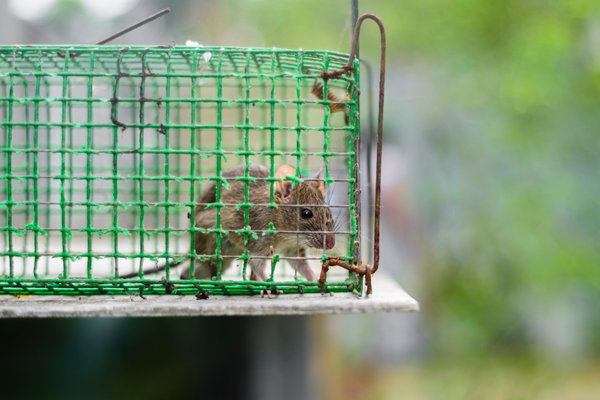 A rat inside a cage placed on a table, showcasing its small size and the confines of its environment.